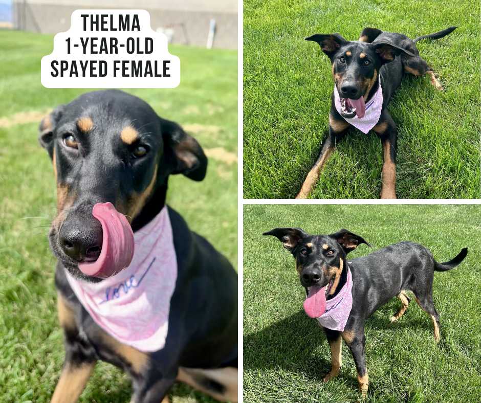 Thelma - Copy
